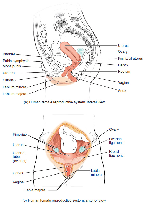8 Female Reproductive Organs.jpeg